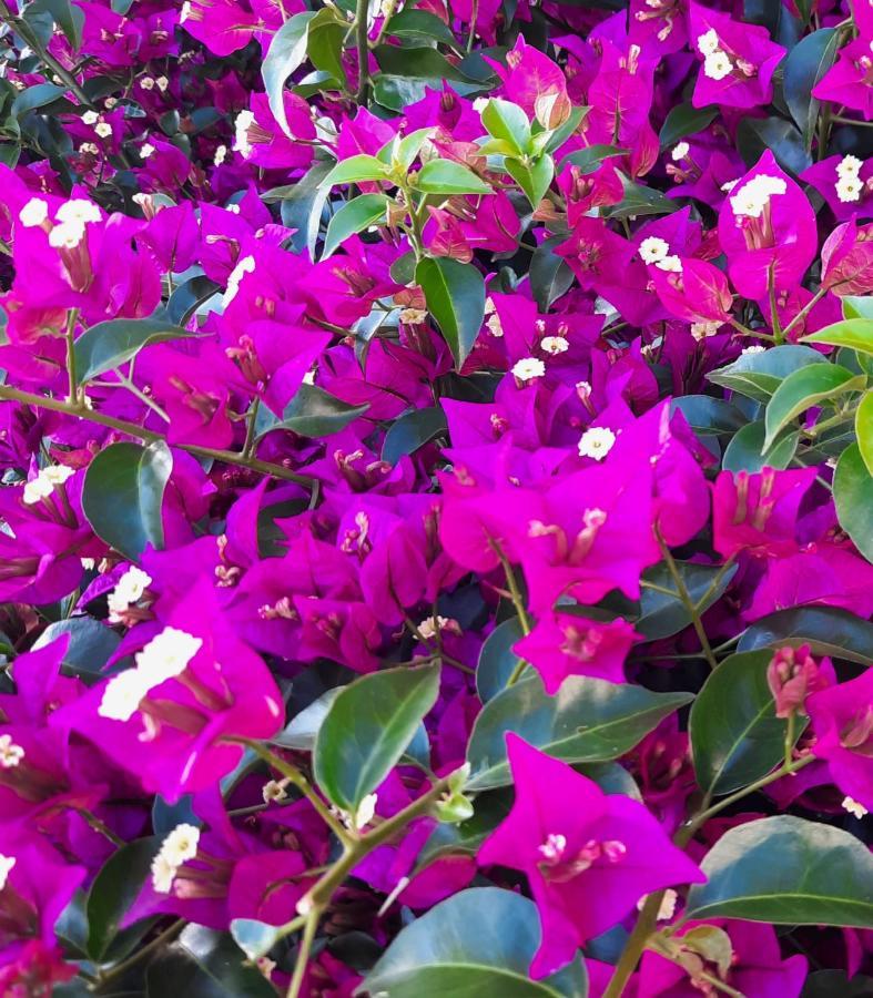 Fiori Del Conero Villa Ancona Kültér fotó
